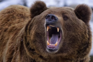 No Map Could Predict Where This Animal Would Take Them